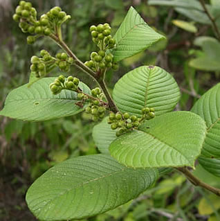 Resultado de imagen para planta chaparro